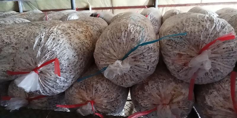 常年出售平菇.榆黄蘑出菇菌包，提供蘑菇种植技术。