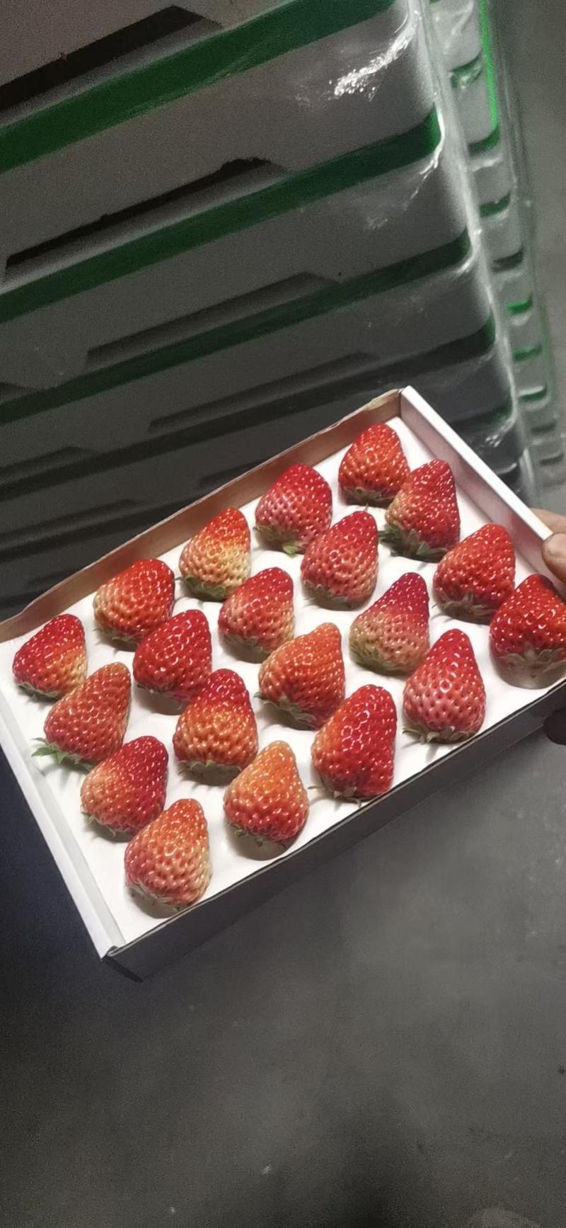 精选丹东九九草莓产地种植大量上市货发全国量大从优