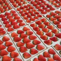 精选丹东九九草莓产地种植大量上市货发全国量大从优