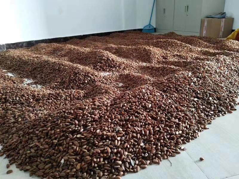 金弹子小苗，嫁接金弹子苗，品种多，性价比高，成活率有保障