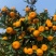 🍊广西精品南丰蜜桔大量上市中诚信代办果靓价优