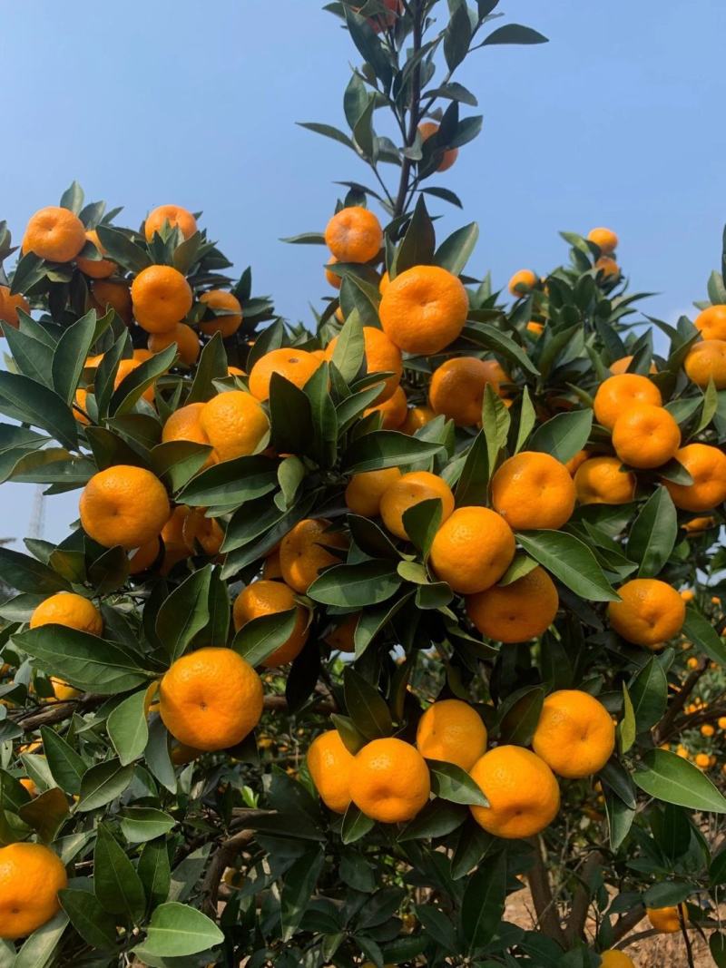 🍊广西精品南丰蜜桔大量上市中诚信代办果靓价优