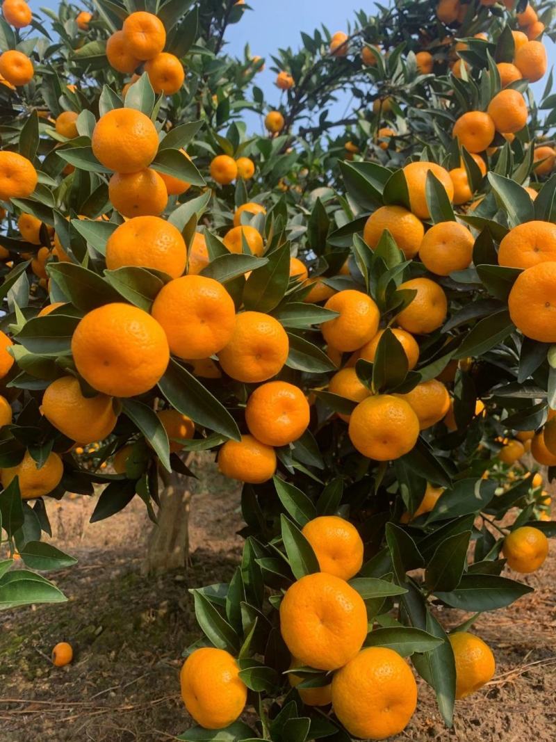 🍊广西精品南丰蜜桔大量上市中诚信代办果靓价优