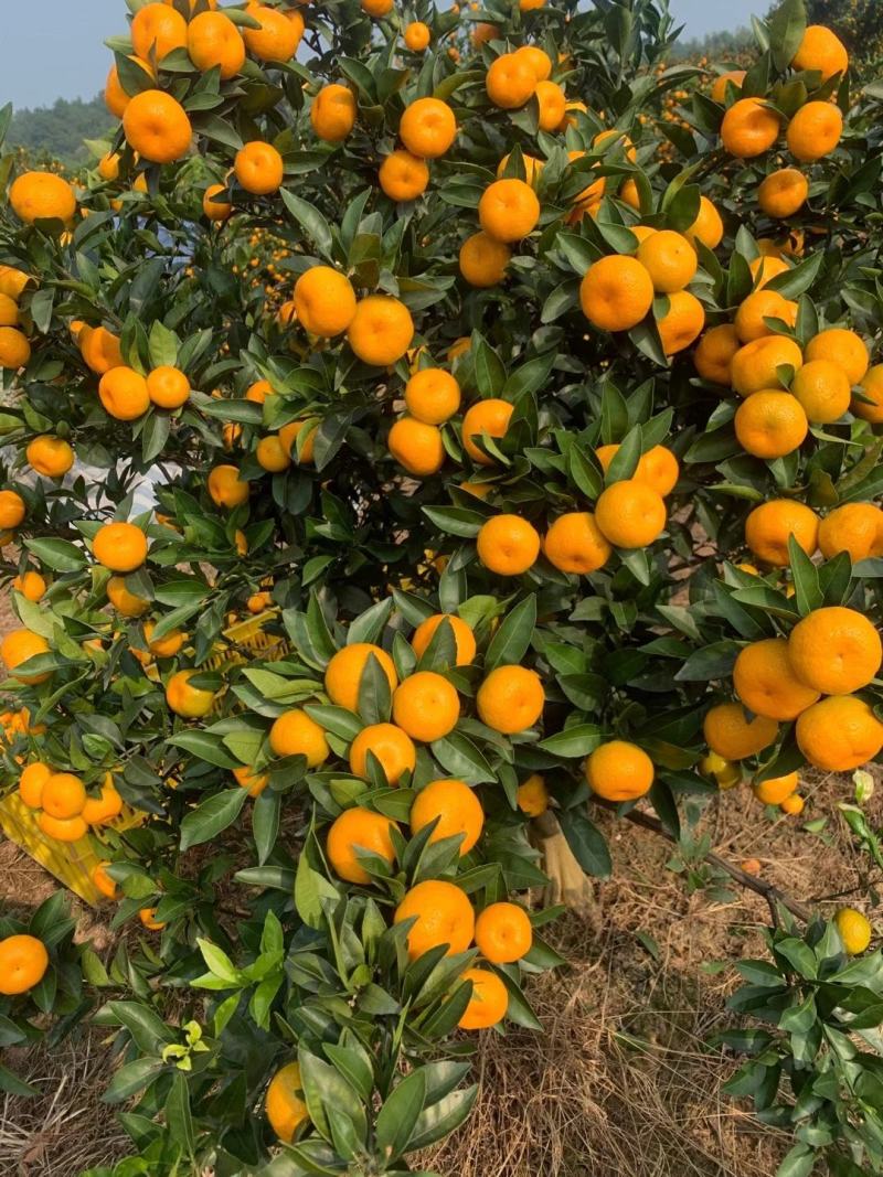🍊广西精品南丰蜜桔大量上市中诚信代办果靓价优