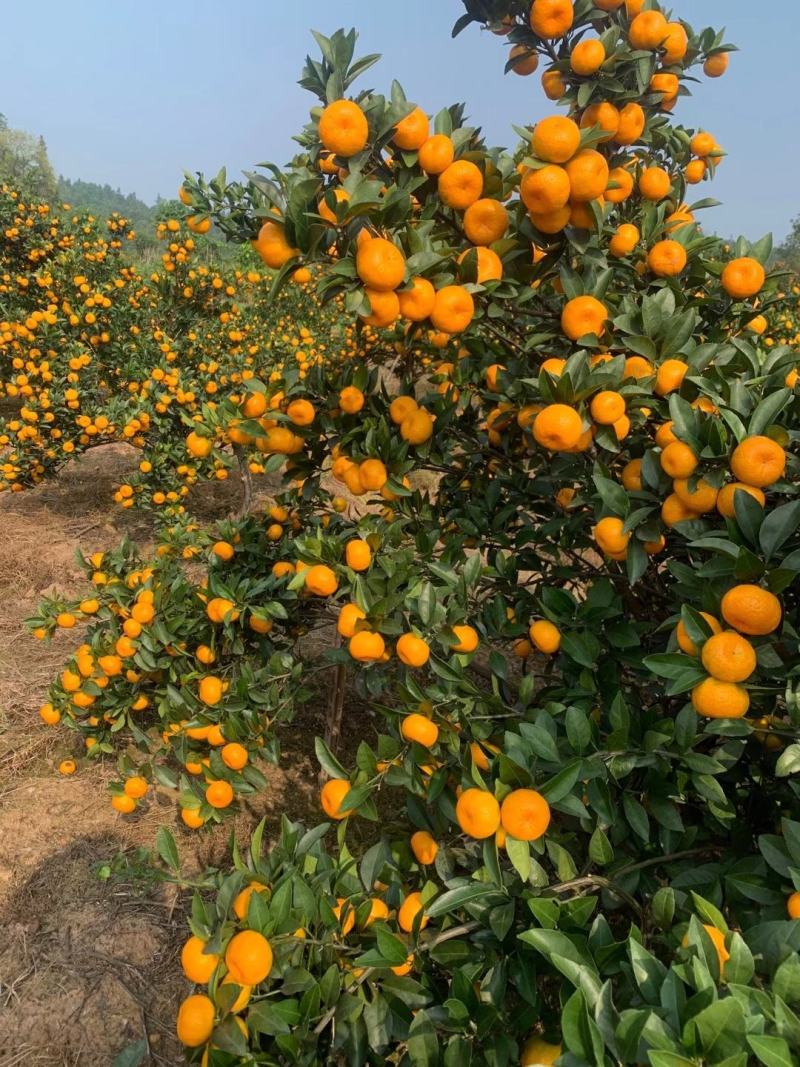 🍊广西精品南丰蜜桔大量上市中诚信代办果靓价优