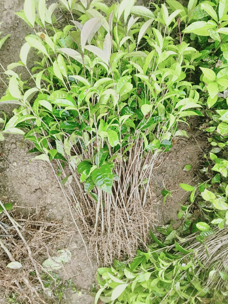 桂花苗，八月金桂树苗包邮广西桂林产地直销包邮