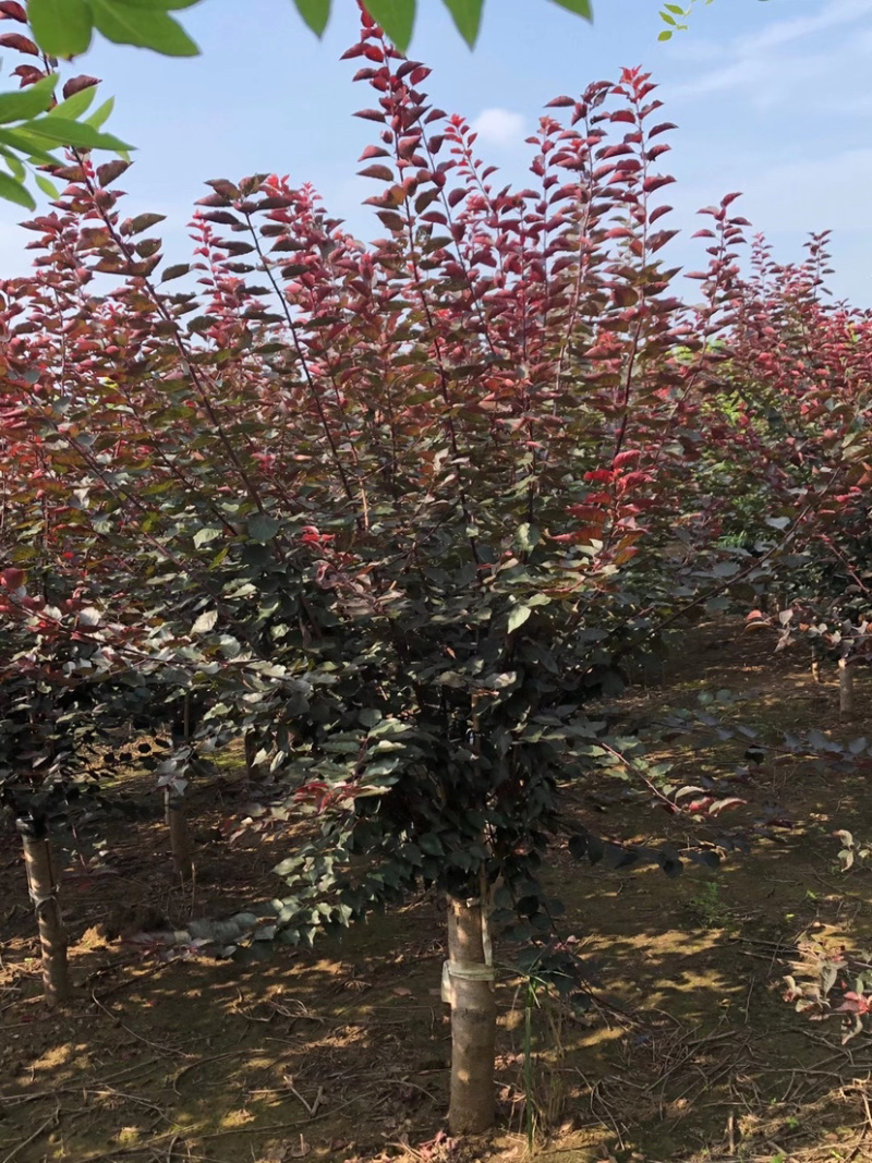 精品榆叶梅梅花系列品种齐全规格齐全带发全国