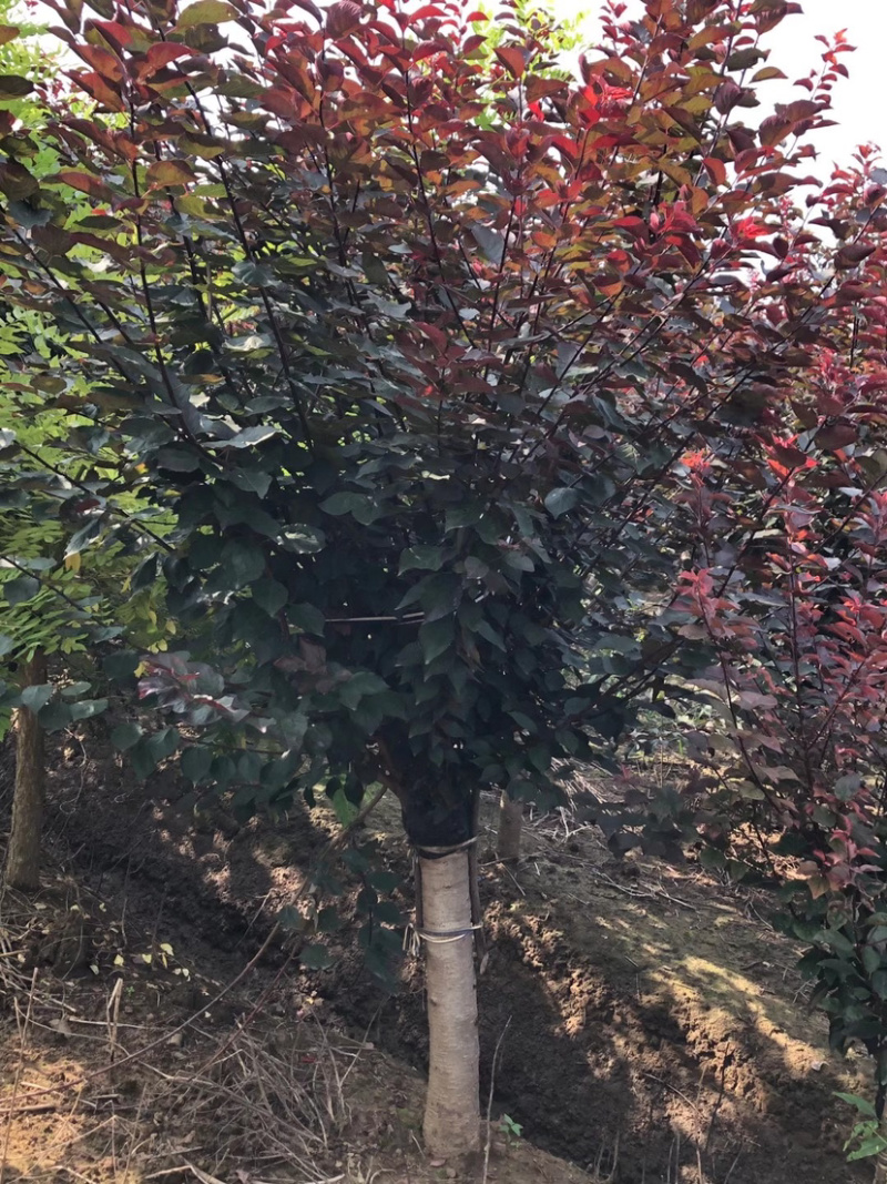 精品榆叶梅梅花系列品种齐全规格齐全带发全国