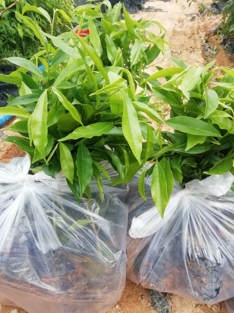 土沉香营养小袋苗，批发价格优质供应名贵药材树苗