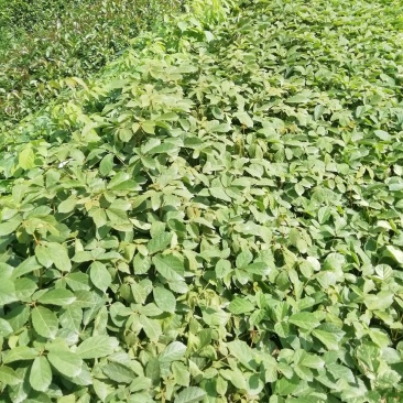 黄花风铃杯苗，多花黄花风铃适合路边公园旅游景区种植木苗