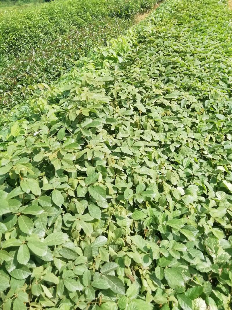 黄花风铃杯苗，多花黄花风铃适合路边公园旅游景区种植木苗