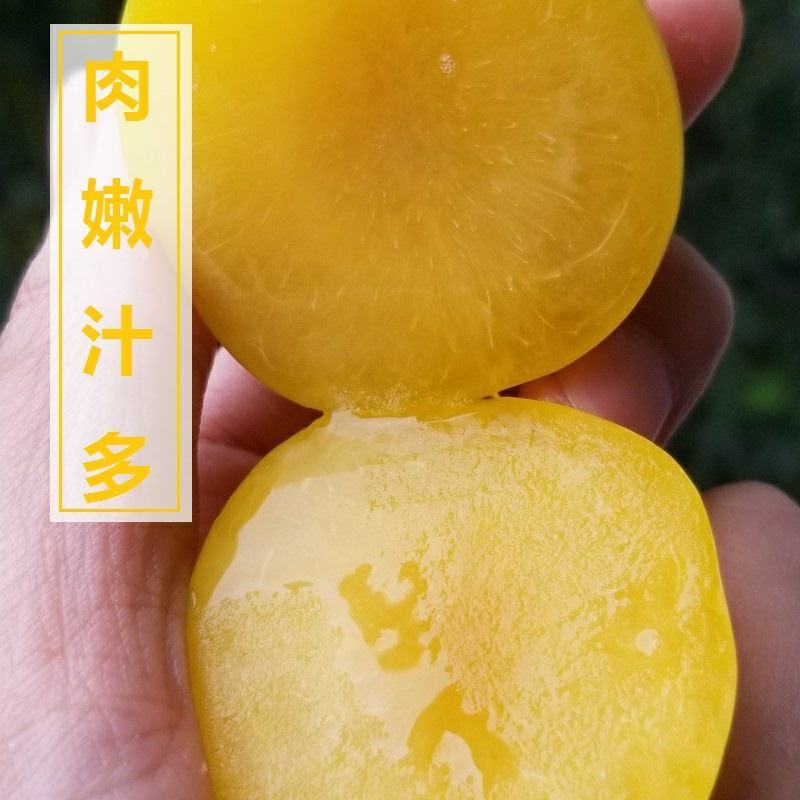 黄金奈李，个大，甜度高1，颜色金黄，基地直供，品质保证