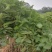 黄花风铃杯苗，多花黄花风铃适合路边公园旅游景区种植木苗