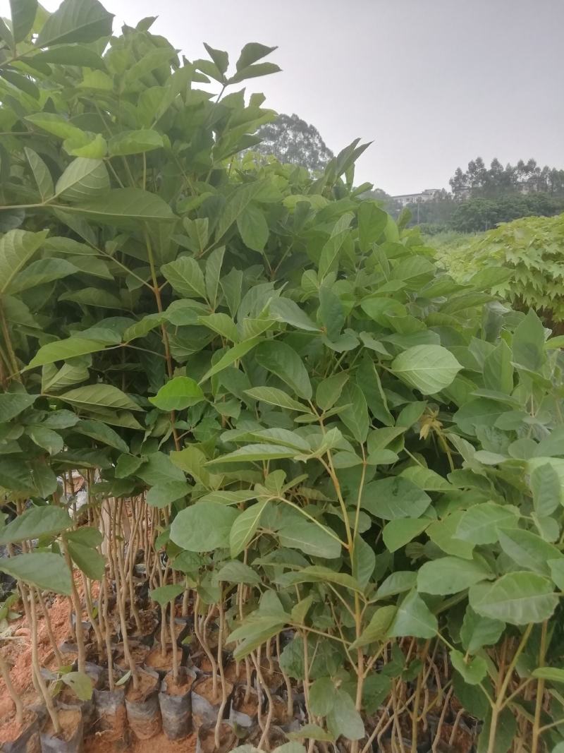 黄花风铃杯苗，多花黄花风铃适合路边公园旅游景区种植木苗
