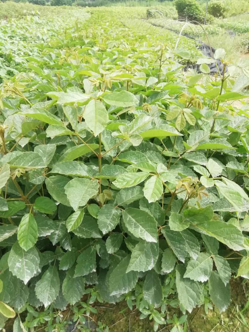 黄花风铃杯苗，多花黄花风铃适合路边公园旅游景区种植木苗