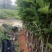 黄花风铃杯苗，多花黄花风铃适合路边公园旅游景区种植木苗
