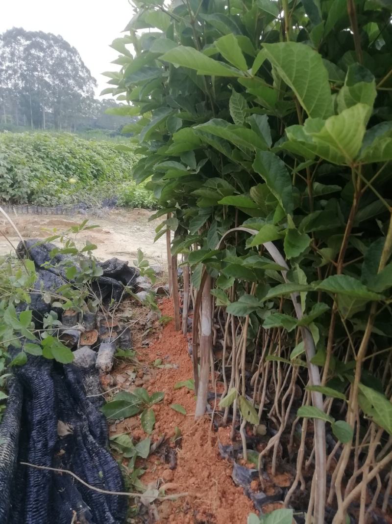 黄花风铃杯苗，多花黄花风铃适合路边公园旅游景区种植木苗