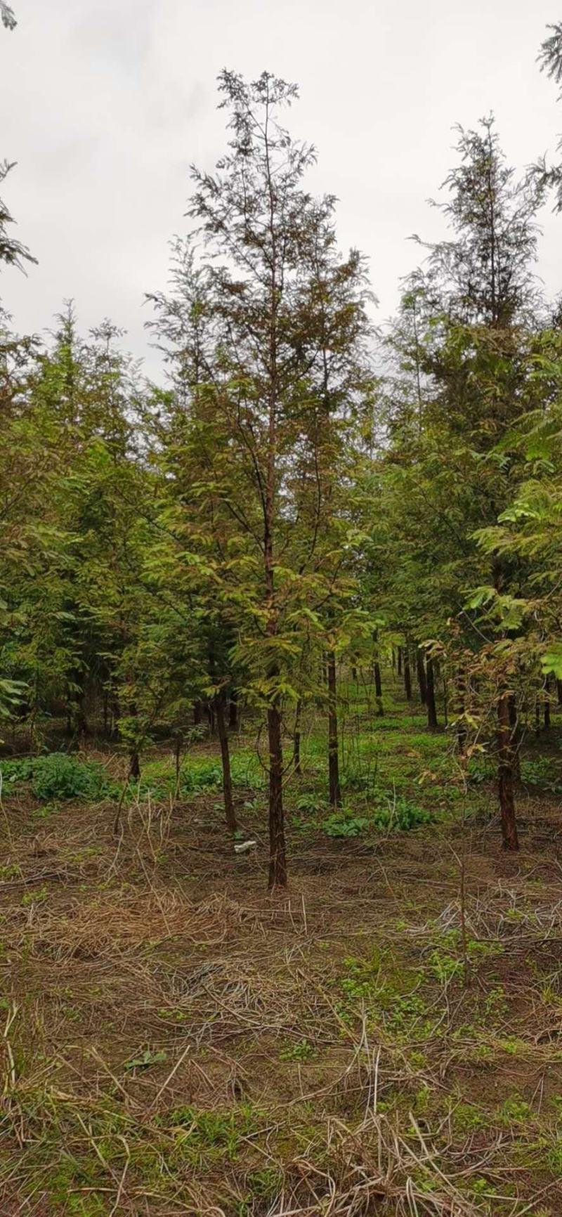水杉落雨杉池杉中山杉