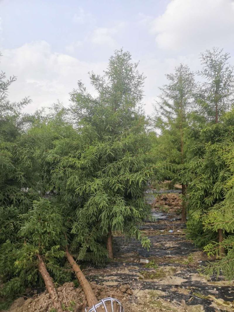水杉落雨杉池杉中山杉