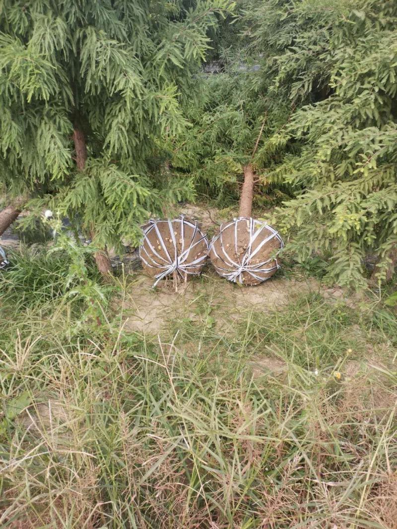 水杉落雨杉池杉中山杉