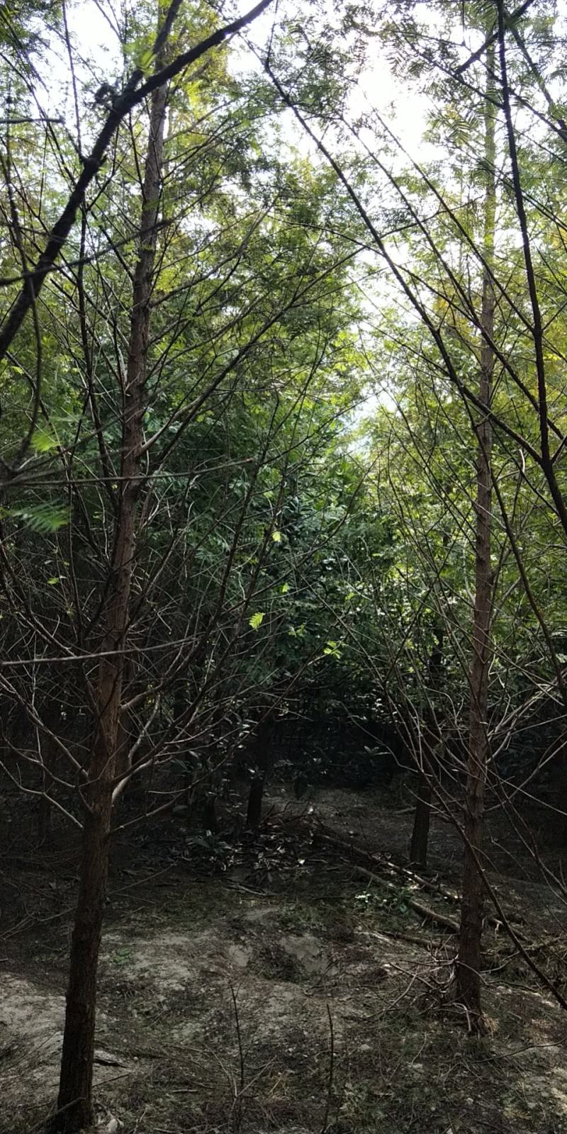 水杉落雨杉池杉中山杉