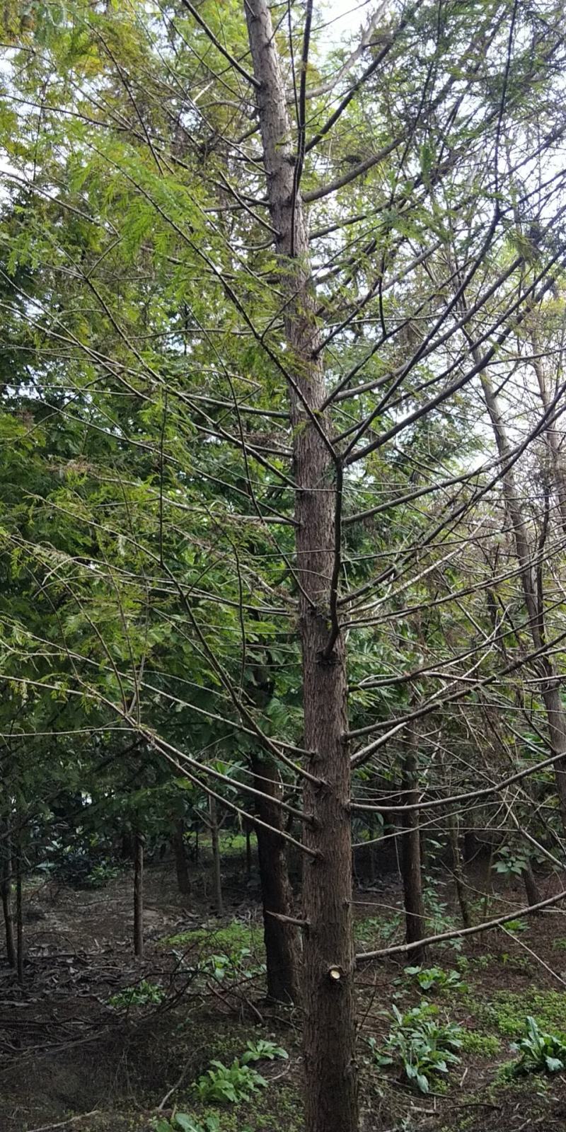 水杉落雨杉池杉中山杉
