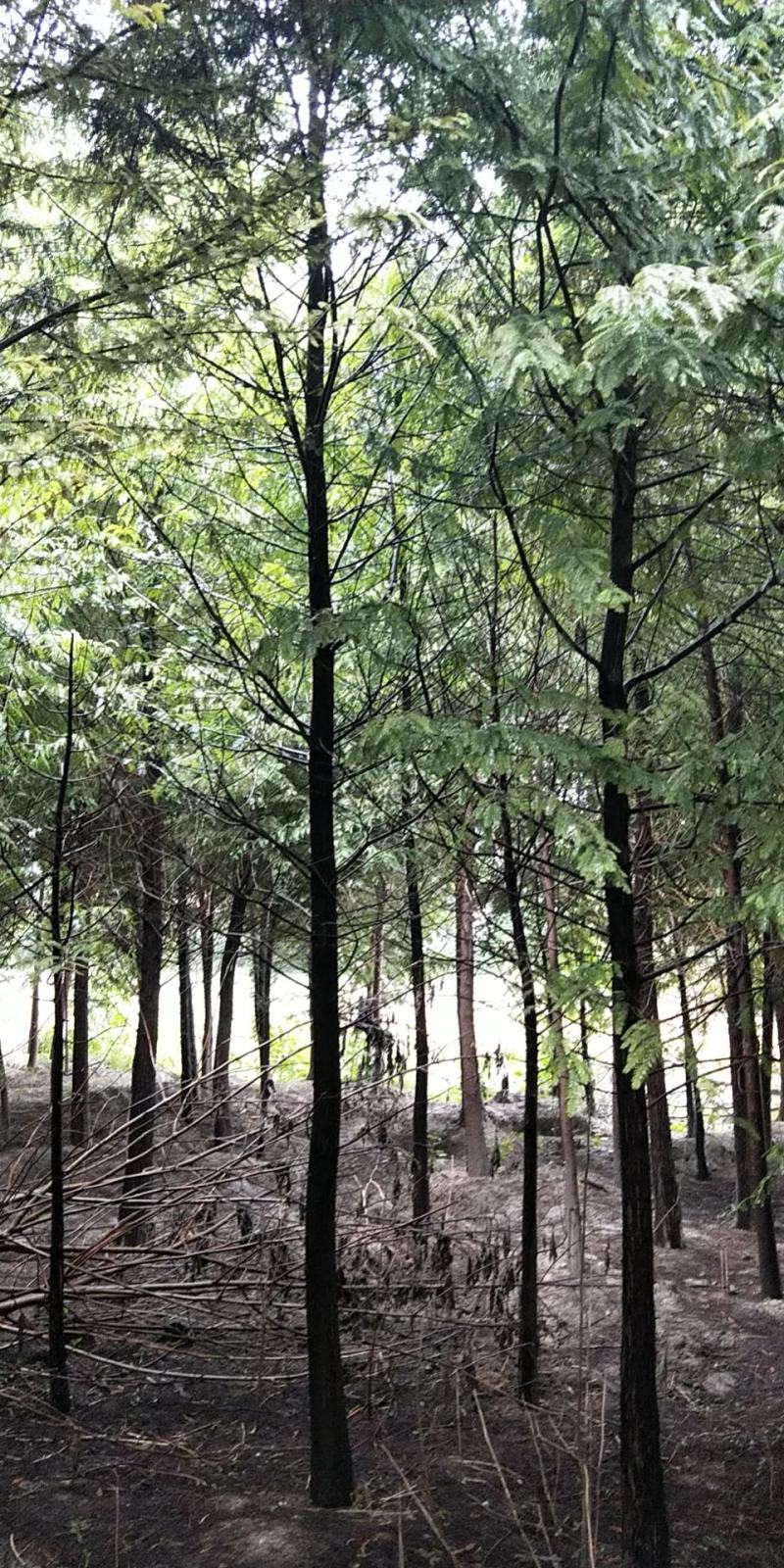 水杉落雨杉池杉中山杉
