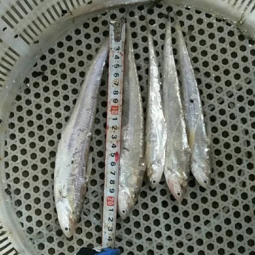 大量新鲜毛刀鱼欢迎选购