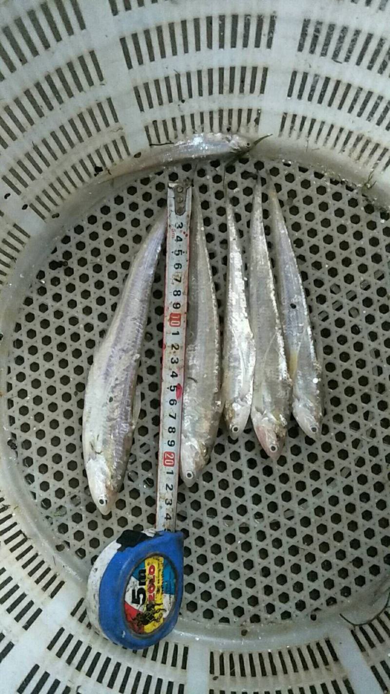 大量新鲜毛刀鱼欢迎选购