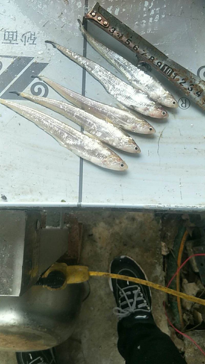 大量新鲜毛刀鱼欢迎选购