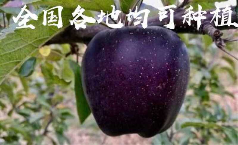 黑钻苹果，稀有品种，脆甜，基地直供包品种免费后期指导