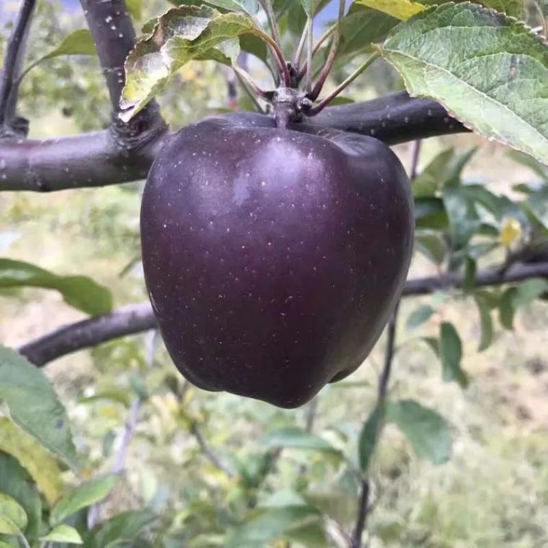 黑钻苹果，稀有品种，脆甜，基地直供包品种免费后期指导