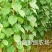 金太阳杏嫁接苗品种纯正基地现挖保湿发货送生根粉