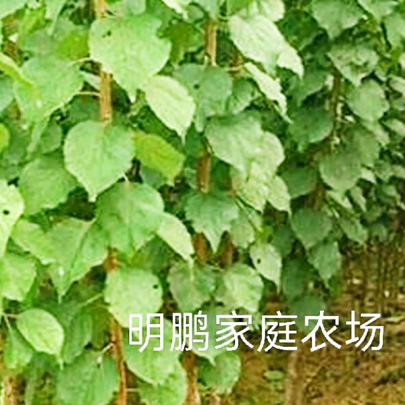 金太阳杏嫁接苗品种纯正基地现挖保湿发货送生根粉