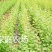 金太阳杏嫁接苗品种纯正基地现挖保湿发货送生根粉