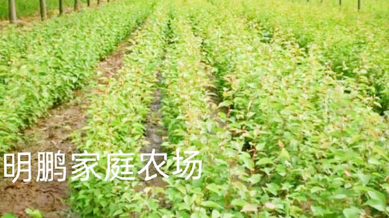 金太阳杏嫁接苗品种纯正基地现挖保湿发货送生根粉