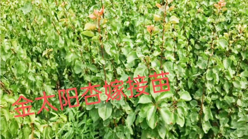 金太阳杏嫁接苗品种纯正基地现挖保湿发货送生根粉