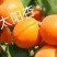 金太阳杏嫁接苗品种纯正基地现挖保湿发货送生根粉