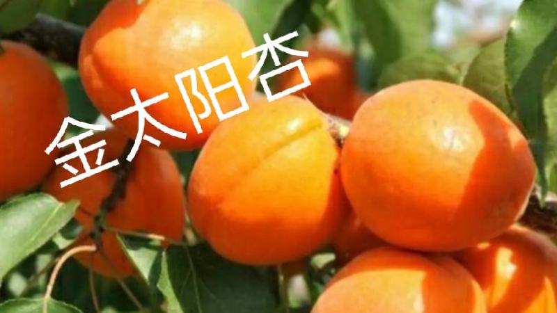 金太阳杏嫁接苗品种纯正基地现挖保湿发货送生根粉