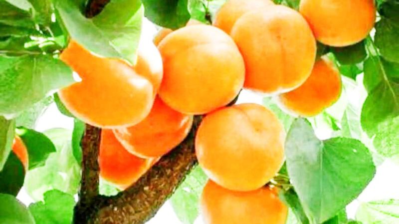 金太阳杏嫁接苗品种纯正基地现挖保湿发货送生根粉