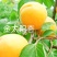 金太阳杏嫁接苗品种纯正基地现挖保湿发货送生根粉