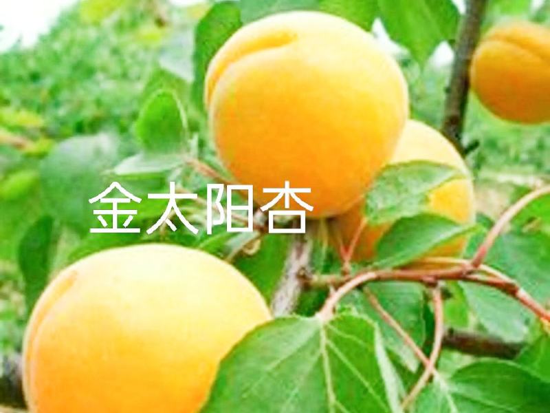 金太阳杏嫁接苗品种纯正基地现挖保湿发货送生根粉