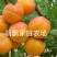 金太阳杏嫁接苗品种纯正基地现挖保湿发货送生根粉