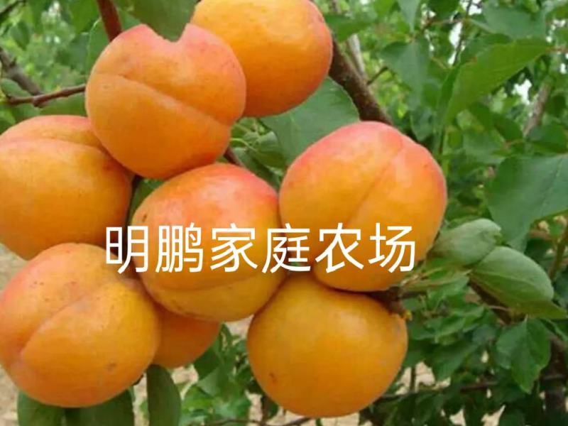 金太阳杏嫁接苗品种纯正基地现挖保湿发货送生根粉