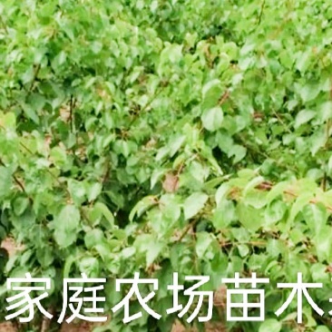 金太阳杏嫁接苗品种纯正基地现挖保湿发货送生根粉