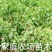 金太阳杏嫁接苗品种纯正基地现挖保湿发货送生根粉