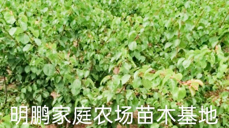 金太阳杏嫁接苗品种纯正基地现挖保湿发货送生根粉