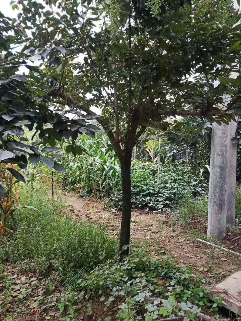 甜柿子苗水果柿子苗根系发达甜度高太秋柿子苗直接食用