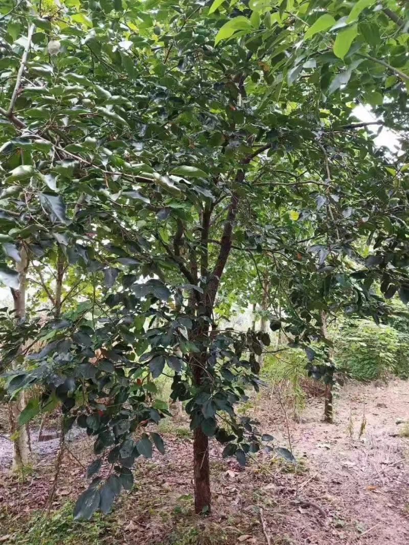 甜柿子苗水果柿子苗根系发达甜度高太秋柿子苗直接食用