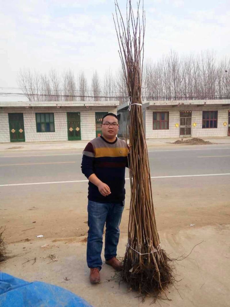 甜柿子苗水果柿子苗根系发达甜度高太秋柿子苗直接食用